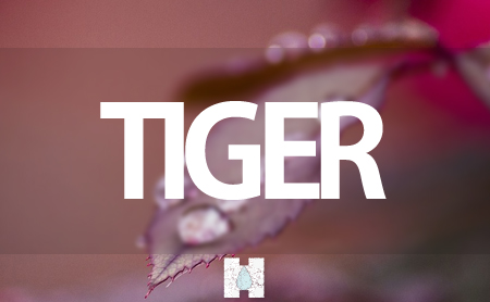 タイガー(TIGER)の加湿器
