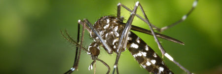 蚊の駆除退治方法