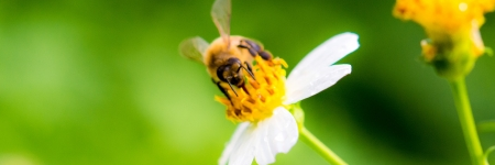 付かなくなると言われています。そのため、木酢液を蜂が津を作りそうな場所に散布しておけば、蜂が寄り付かずに巣もできません。 蜂の駆除退治方法